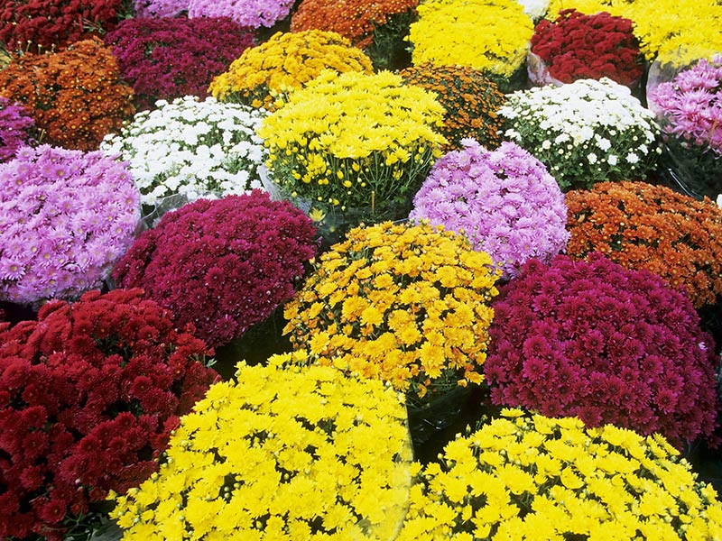 Photo of chrysanthemums at the Green Gene's nursery