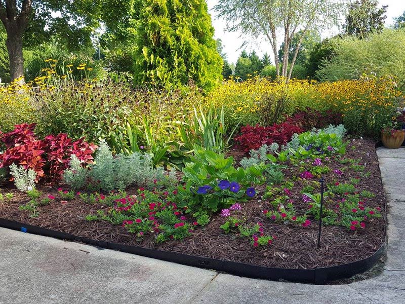 Photo of plants and shrubs