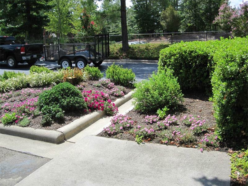 Photo of plants and shrubs