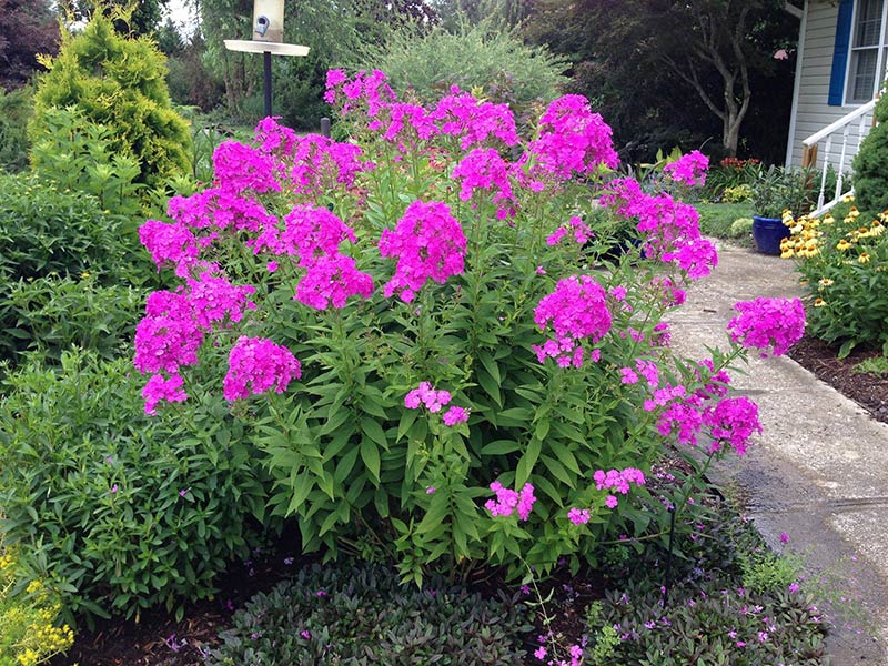 Photo of bright pink flowers